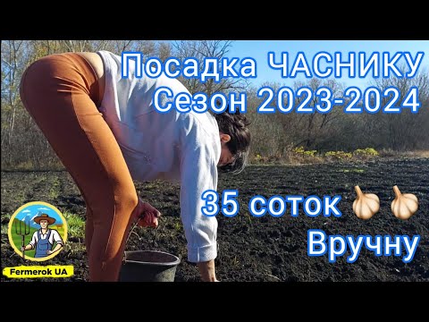 Видео: Неймовірна посадка часнику вручну))