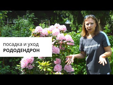 Видео: Рододендрон: посадка и уход