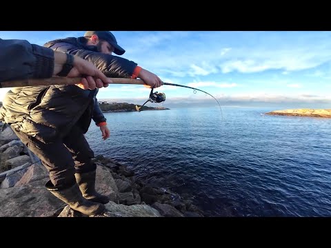 Видео: Нашли подход и ПОПЕРЛИ ЗАЧЕТНЫЕ... Береговая рыбалка в Норвегии