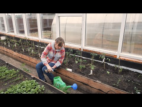 Видео: «Бочки с водой в теплице быть не должно!». Продолжаем бороться с бурой пятнистостью.