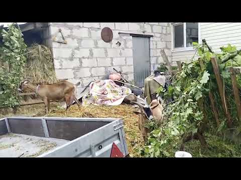 Видео: Небольшие новости про моих коз. 