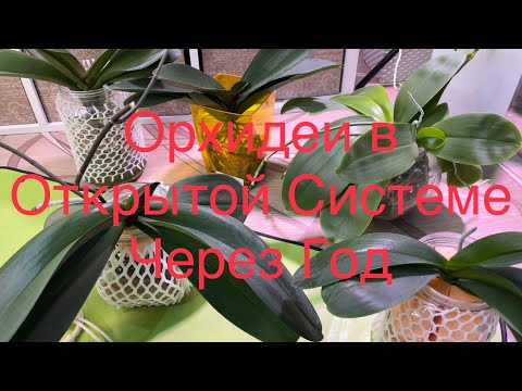 Видео: Орхидеи В Открытой Системе Через Год! Наблюдения и Советы