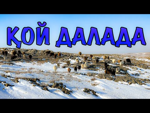 Видео: ҚЫСТА ҚОЙ БАҒУ | АУЫЛ ТЫНЫСЫ #ауылөмірі #қой #ешкі #ауылым