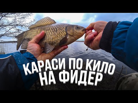 Видео: КИЛОГРАМОВЫЕ КАРАСИ-ЛАПТИ на ФИДЕР!!! СЕКРЕТНАЯ прикормка работает! МОЩНЫЕ поклевки-загибы!