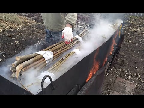 Видео: варка и обработка ивы