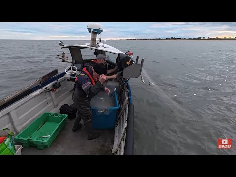 Видео: Поднимется ли сельдь при юго-западном ветре? Ловля сельди сетями с береговых лодок. Морская рыбалка.