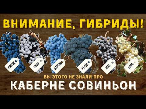 Видео: [КЛОНЫ КАБЕРНЕ СОВИНЬОН] - самые популярные гибриды сорта