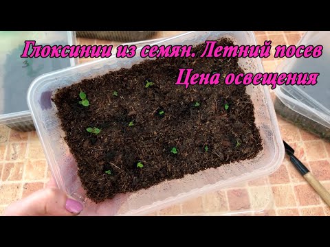 Видео: Глоксинии из семян. Летний посев. Насколько ВАЖНО освещение