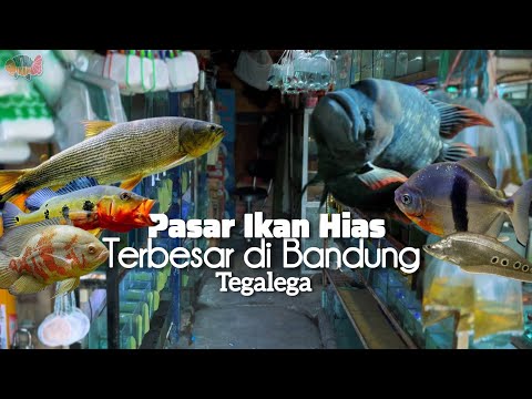 Видео: Рынок декоративных рыб Тегалега, Бандунг | Купить хищную рыбу здесь