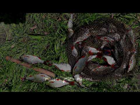 Видео: Много красноперки на муху!!! Тенкара и прикормка.