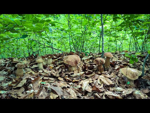 Видео: ЇХ СТАЄ ВСЕ БІЛЬШЕ. КОРЧОВІ ГРИБИ. 20.06.2024