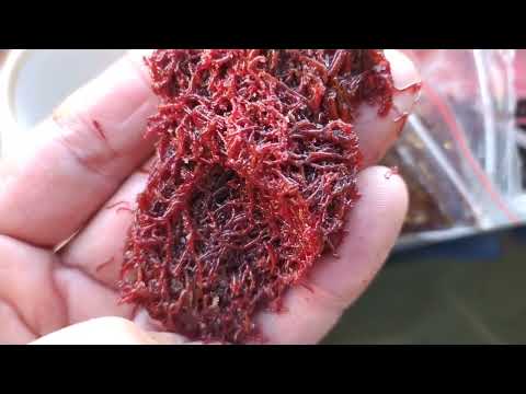 Видео: Что я развёл сейчас ? Сколько килограмм аквариумных рыб влезет в УЗВ?