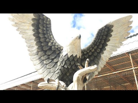 Видео: Орел 🦅 орлан белоголовый. Сип белохвост. Голуби 🕊  Зоопарк
