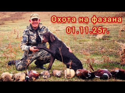Видео: Охота на фазана и кеклика 01.11.2025г. в охот угодьях КАРАКАСТЕК Алматинская область.