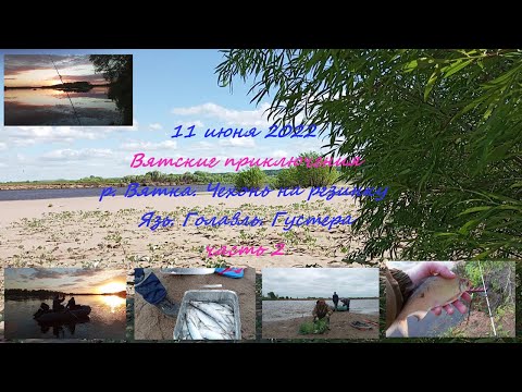 Видео: 11 Июня2022. р Вятка. Чехонь на резинку. Язь, Голавль, Густера.  Часть2