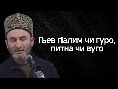 Видео: Гьев гIалим чи гуро, питна чи вуго