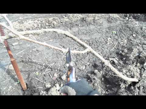 Видео: Обрезка 1,2,3-х летних кустов винограда на одноплоскостной и двухплоскостной шпалере .