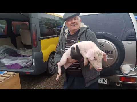 Видео: 🎉🇺🇦ТОРГОВИЦЯ - РИНОК м.Надвірна огляд цін на овочі,фрукти і т.д. 5 вересня 2024р.🎉🇺🇦