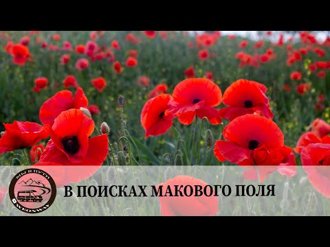 Видео: В поисках макового поля. Калиниградская область