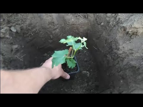 Видео: Как и когда сажать молодой саженец винограда