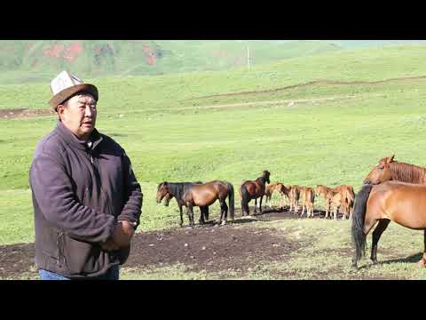 Видео: Токтогул.Сары-Камыш.Тер Жайлак жайлоосу