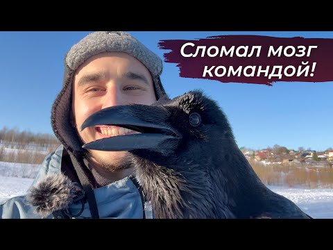 Видео: Дорогие отношения с птицей. Гоша улетел на прогулке.