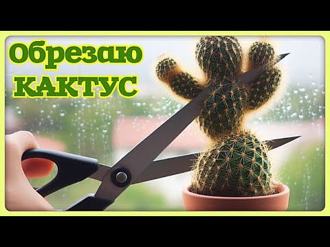 Видео: Обрезаю длинный кактус