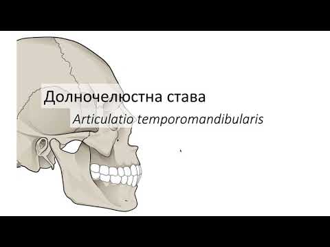 Видео: Долночелюстна става – Articulatio temporomandibularis (1:29) ┃teoriyata.com