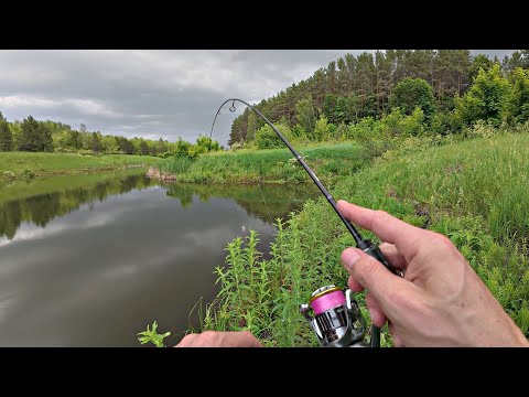 Видео: ЛОВЛЯ РАЗНОЙ РЫБЫ НА ТОНЧАЙШУЮ И УЛОВИСТУЮ СНАСТЬ! Рыбалка летом 2025.