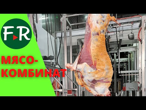 Видео: 150 тонн мяса. Самый современный мясокомбинат Рейна-Кенч в Кыргызстане. Халяльнай забой КРС и МРС