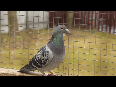 Видео: ПЕРЕШЛИ НА КОРМЛЕНИЕ ГОЛУБЕЙ ДВА РАЗА в сутки. Птенцы растут