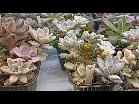 Видео: Я купил минисадик.  Что делать дальше?  Советы по уходу