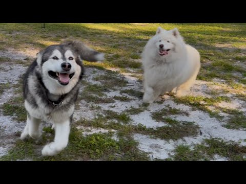 Видео: Сможет ли гигантский маламут убежать от резвой хаски?