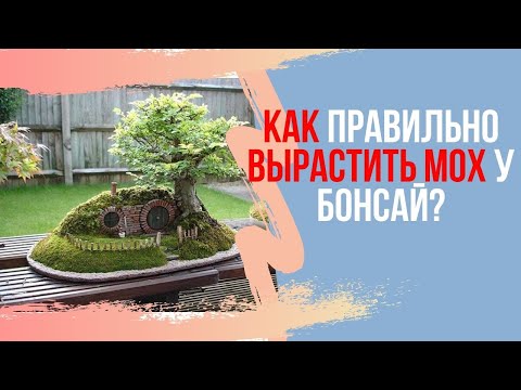 Видео: Как правильно выращивать МОХ на БОНСАЙ. 4 основных правила выращивания красивого мха