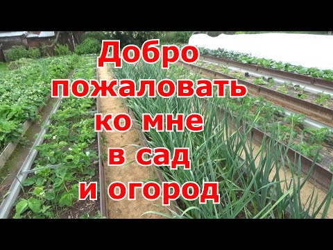 Видео: Обзор моего сада, огорода и теплиц на 14.06. Коротко обо всём.