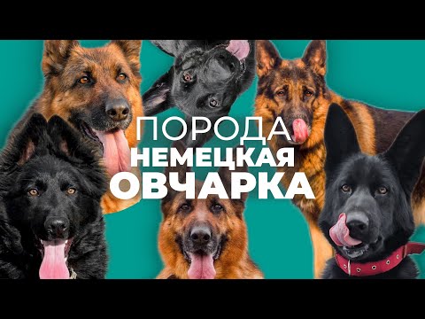 Видео: Немецкая овчарка 🐾 Плюсы и минусы, стоит ли заводить