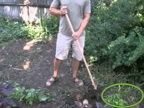 Видео: Инструкция по применению плоскореза на садовом участке