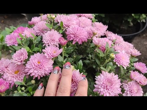 Видео: О сроках цветения хризантемы мультифлоры и о чём молчат продавцы.