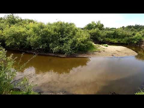 Видео: Прогулка по сосновому бору до речки Барнаулки