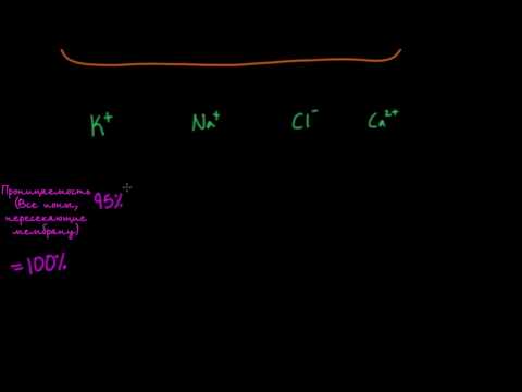 Видео: Проницаемость и мембранные потенциалы
