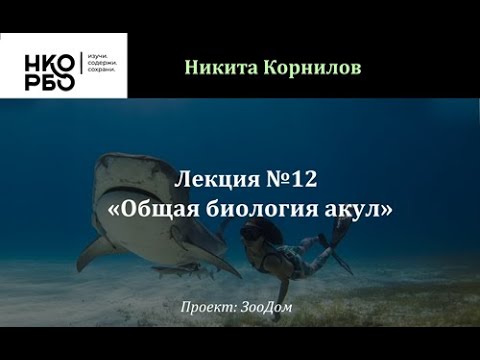 Видео: Общая биология акул и их положение в современном мире