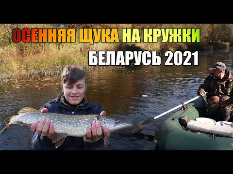 Видео: ЛОВЛЯ ЩУКИ НА КРУЖКИ.ОПЯТЬ Я С ВОВОЙ ШТУРМУЕМ РЕКУ.ОСЕНЯЯ ЩУКА БЕЛАРУСЬ 2021!