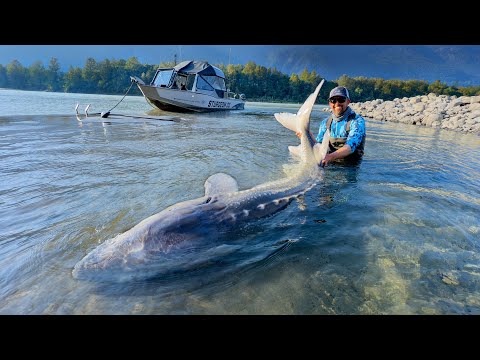 Видео: Крупнейший речной монстр в Северной Америке
