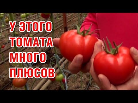 Видео: ЦИТУС F1 - РАННИЙ, ПЛОТНЫЙ, МОЩНЫЙ ПОМИДОР С НАСЫЩЕННО-КРАСНЫМ ЦВЕТОМ (02-11-2019)