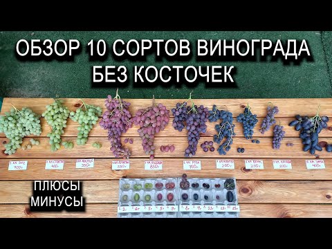 Видео: Обзор 10 сортов винограда без косточек. Плюсы и минусы #ТриЭкоВиноградник