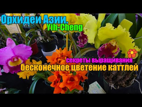 Видео: Цветение каттлей - все секреты