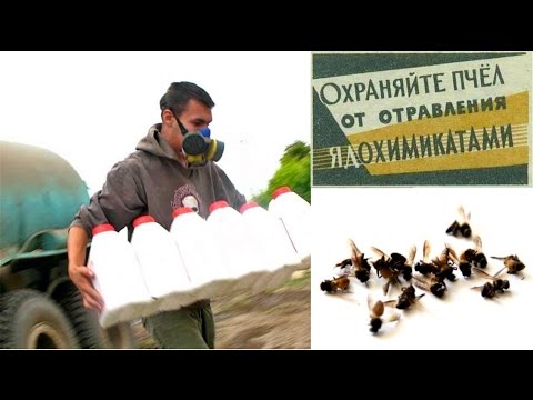Видео: ОТРАВЛЕНИЕ ПЧЕЛ ПЕСТИЦИДАМИ, ЧТО ДЕЛАТЬ ЕСЛИ ОТРАВИЛИ ПЧЕЛ