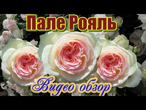Видео: Видео обзор розы Пале Рояль (Плетистая) - Palais Royal.(Meilland Франция, 2009)