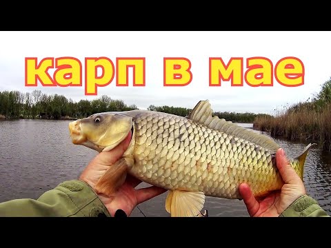 Видео: Ловля карпа и крупного карася 1 мая. Карп на фидер весной. Весенний карп, амур и карась