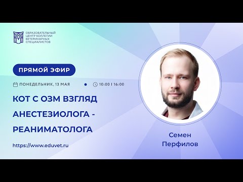 Видео: «Кот с ОЗМ взгляд анестезиолога-реаниматолога». Перфилов Семен.